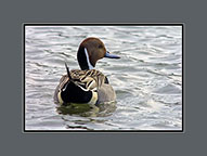 Northern Pintail